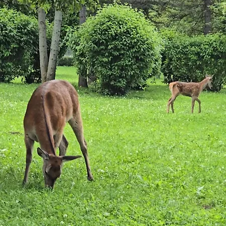 Na Rowni Krupowej Apartment